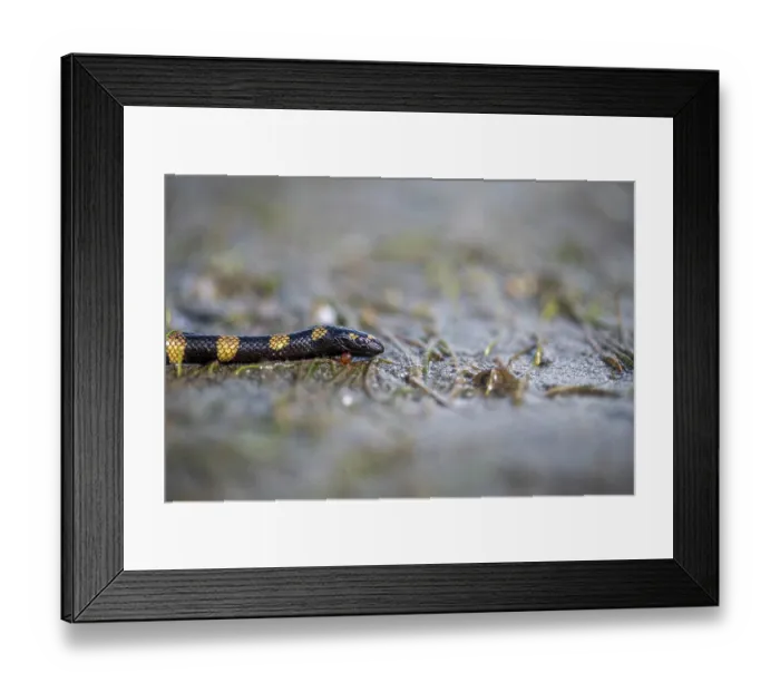 Framed Print : Cogger's sea snake (Hydrophis coggeri) resting on the sand at low tide, Suva, Fiji Framed Print : Cogger's sea snake (Hydrophis coggeri) resting on the sand at low tide, Suva, Fiji