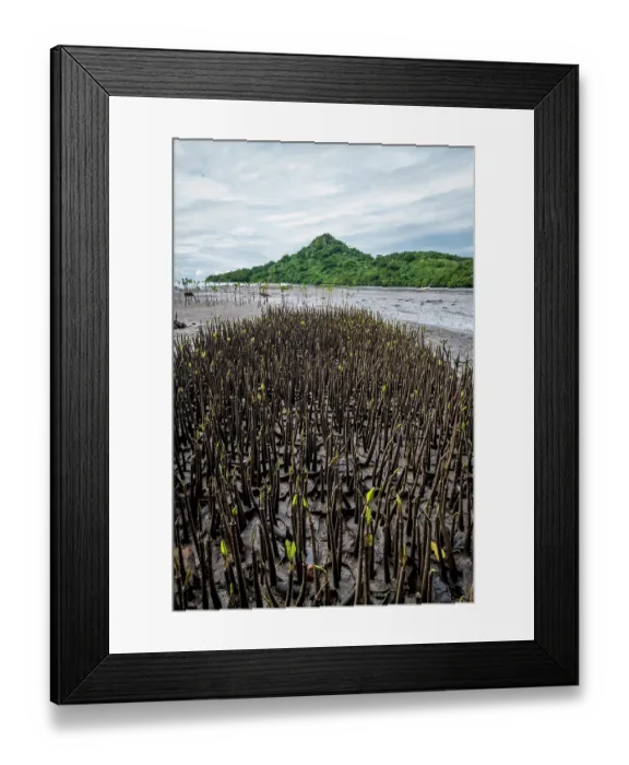 Framed Print : Several hundred mangrove seedlings growing in mud