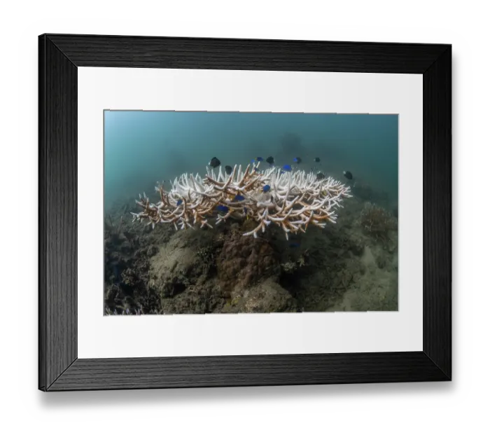 Framed Print : Bleached Acropora corals in Suva harbour, one of the busiest industrial ports in Fiji, Suva, Viti Levu, Fiji, Pacific Ocean Framed Print : Bleached Acropora corals in Suva harbour, one of the busiest industrial ports in Fiji, Suva, Viti Levu, Fiji, Pacific Ocean