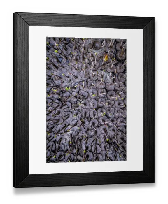 Framed Print : Several hundred mangrove seedlings growing in mud