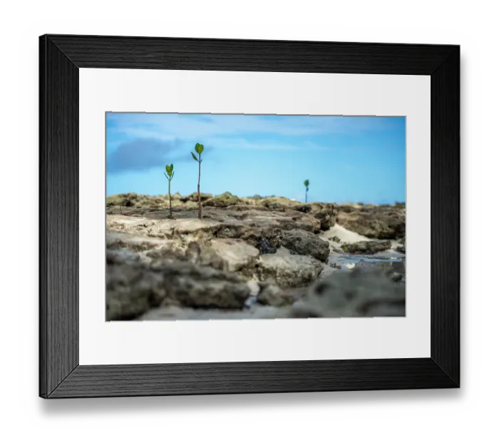 Framed Print : Young mangrove shoots growing along the rocky coast of Leleuvia Island, Lomaiviti Group, Fiji Framed Print : Young mangrove shoots growing along the rocky coast of Leleuvia Island, Lomaiviti Group, Fiji