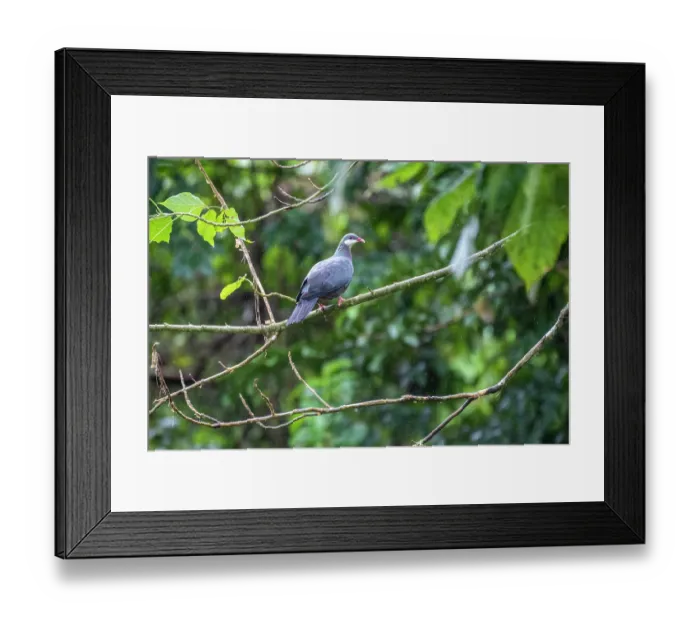 Framed Print : Metallic pigeon (Columba vitiensis) perched on branch in light rain, Namosi Province, Viti Levu, Fiji Framed Print : Metallic pigeon (Columba vitiensis) perched on branch in light rain, Namosi Province, Viti Levu, Fiji