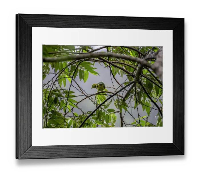 Framed Print : Golden fruit dove (Ptilinopus luteovirens) female, perched in tree with mist in background, Namosi Province, Viti Levu, Fiji Framed Print : Golden fruit dove (Ptilinopus luteovirens) female, perched in tree with mist in background, Namosi Province, Viti Levu, Fiji