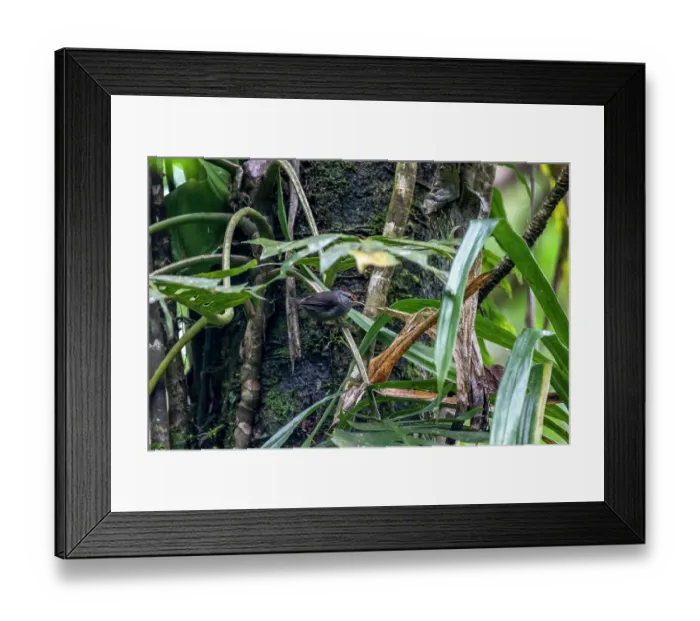Framed Print : Fiji bush warbler (Horornis ruficapilla) perched on a vine, Colo-i-Suva Rainforest Park, Viti Levu, Fiji Framed Print : Fiji bush warbler (Horornis ruficapilla) perched on a vine, Colo-i-Suva Rainforest Park, Viti Levu, Fiji