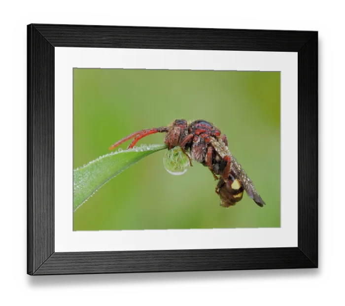 Framed Print : Cuckoo bee (Nomada ruficornis) roosting with its mandibles locked onto the end of a blade of grass, covered in dew Framed Print : Cuckoo bee (Nomada ruficornis) roosting with its mandibles locked onto the end of a blade of grass, covered in dew