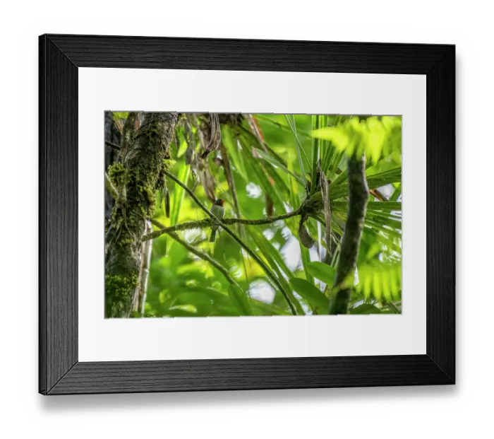 Framed Print : Chestnut-throated flycatcher (Myiagra castaneigularis whitneyi) perched in tree, Colo-i-Suva Rainforest Park, Viti Levu, Fiji