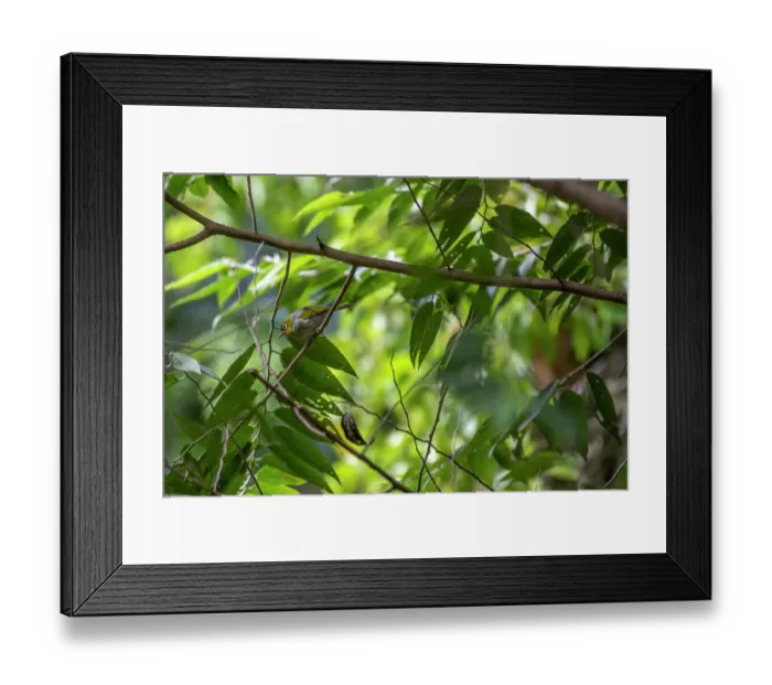 Framed Print : Silvereye / Wax-eye (Zosterops lateralis) perched on a branch, Colo-i-Suva Rainforest Park, Viti Levu, Fiji Framed Print : Silvereye / Wax-eye (Zosterops lateralis) perched on a branch, Colo-i-Suva Rainforest Park, Viti Levu, Fiji