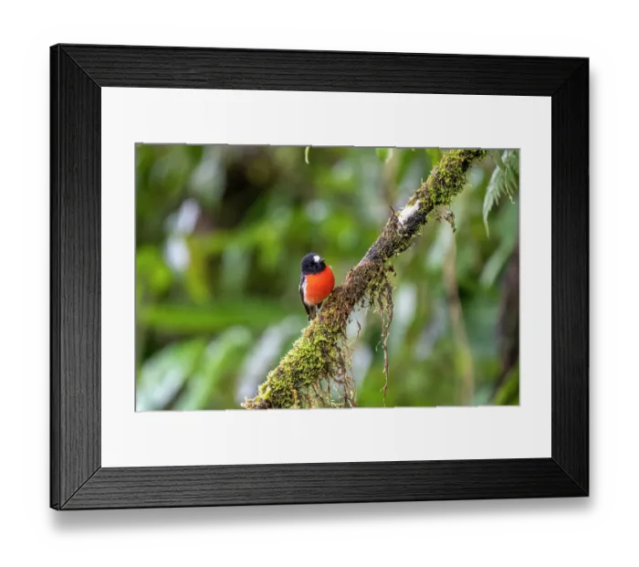Framed Print : Pacific robin (Petroica pusilla) male, perched on lichen covered branch, Namosi Province, Viti Levu, Fiji Framed Print : Pacific robin (Petroica pusilla) male, perched on lichen covered branch, Namosi Province, Viti Levu, Fiji