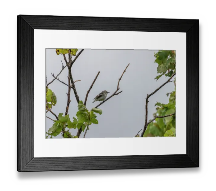 Framed Print : Polynesian triller (Lalage maculosa) perched on a branch in rainforest, near Des Voeux Peak, Taveuni, Fiji Framed Print : Polynesian triller (Lalage maculosa) perched on a branch in rainforest, near Des Voeux Peak, Taveuni, Fiji