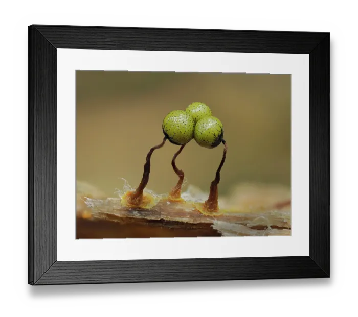 Framed Print : Slime mould (Cribraria aurantiaca) three maturing, green sporangia, circa 1.5mm tall, Buckinghamshire, England, UK. July. Focus stacked Framed Print : Slime mould (Cribraria aurantiaca) three maturing, green sporangia, circa 1.5mm tall, Buckinghamshire, England, UK. July. Focus stacked