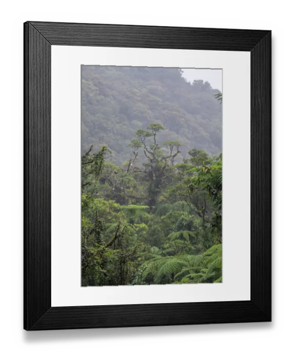 Framed Print : Dense old-growth rainforest in the interior of Taveuni, Fiji. June, 2023 Framed Print : Dense old-growth rainforest in the interior of Taveuni, Fiji. June, 2023