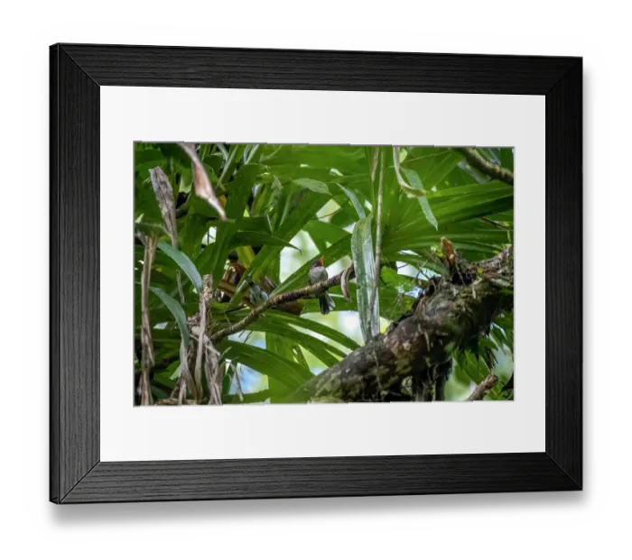 Framed Print : Chestnut-throated flycatcher (Myiagra castaneigularis whitneyi) perched on branch, Colo-i-Suva Rainforest Park, Viti Levu, Fiji Framed Print : Chestnut-throated flycatcher (Myiagra castaneigularis whitneyi) perched on branch, Colo-i-Suva Rainforest Park, Viti Levu, Fiji