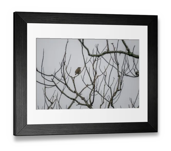 Framed Print : Polynesian starling (Aplonis tabuensis) perched in a bare tree, near Des Voeux Peak, Taveuni, Fiji Framed Print : Polynesian starling (Aplonis tabuensis) perched in a bare tree, near Des Voeux Peak, Taveuni, Fiji
