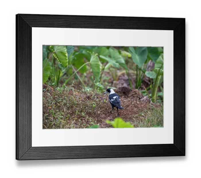 Framed Print : Australian magpie (Gymnorhina tibicen) foraging on farmland, Tavunei, Fiji Framed Print : Australian magpie (Gymnorhina tibicen) foraging on farmland, Tavunei, Fiji