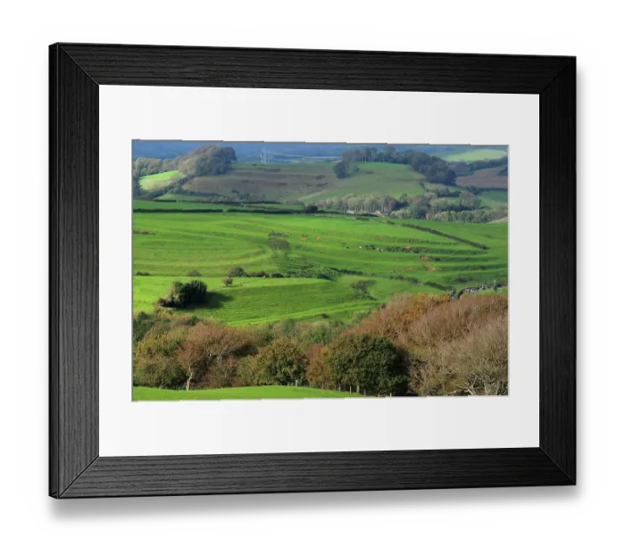 Framed Print : Strip lynchets, ancient earth terraces, in field with cows grazing, Loders, Dorset, England, UK. October Framed Print : Strip lynchets, ancient earth terraces, in field with cows grazing, Loders, Dorset, England, UK. October