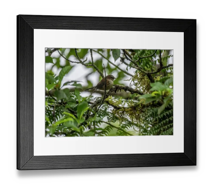 Framed Print : Streaked fantail (Rhipidura verreauxi) perched on branch in rainforest, near Des Voeux Peak, Taveuni, Fiji Framed Print : Streaked fantail (Rhipidura verreauxi) perched on branch in rainforest, near Des Voeux Peak, Taveuni, Fiji