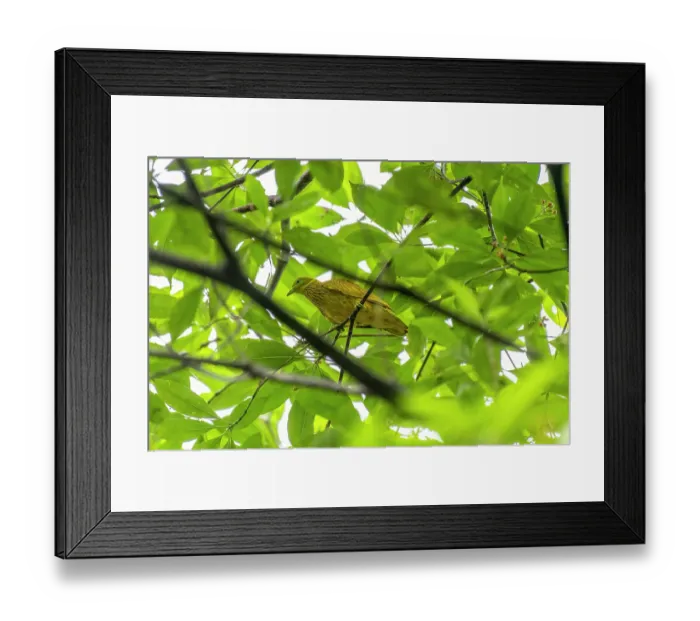 Framed Print : Golden fruit dove (Ptilinopus luteovirens) male, perched on a branch, Colo-i-Suva Rainforest Park, Viti Levu, Fiji Framed Print : Golden fruit dove (Ptilinopus luteovirens) male, perched on a branch, Colo-i-Suva Rainforest Park, Viti Levu, Fiji