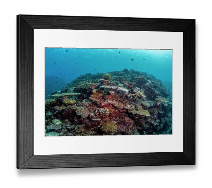 Framed Print : High coral cover at Rainbow Reef located in the nutrient-rich Somosomo Strait between Taveuni Island and Vanua Levu, Fiji, Pacific Ocean Framed Print : High coral cover at Rainbow Reef located in the nutrient-rich Somosomo Strait between Taveuni Island and Vanua Levu, Fiji, Pacific Ocean