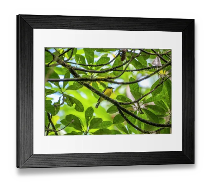 Framed Print : Fiji whistler (Pachycephala vitiensis) perched on branch, Colo-i-Suva Rainforest Park, Viti Levu, Fiji Framed Print : Fiji whistler (Pachycephala vitiensis) perched on branch, Colo-i-Suva Rainforest Park, Viti Levu, Fiji