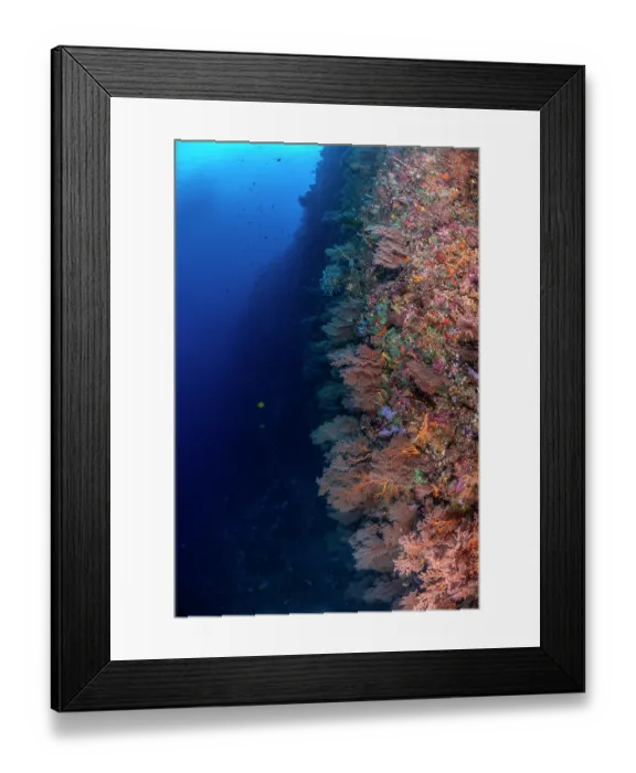 Framed Print : Soft corals covering reef wall at White Wall, a famous dive site at Rainbow Reef, with soft corals extending past 30m depth, Somosomo Strait between Taveuni and Vanua Levu Framed Print : Soft corals covering reef wall at White Wall, a famous dive site at Rainbow Reef, with soft corals extending past 30m depth, Somosomo Strait between Taveuni and Vanua Levu