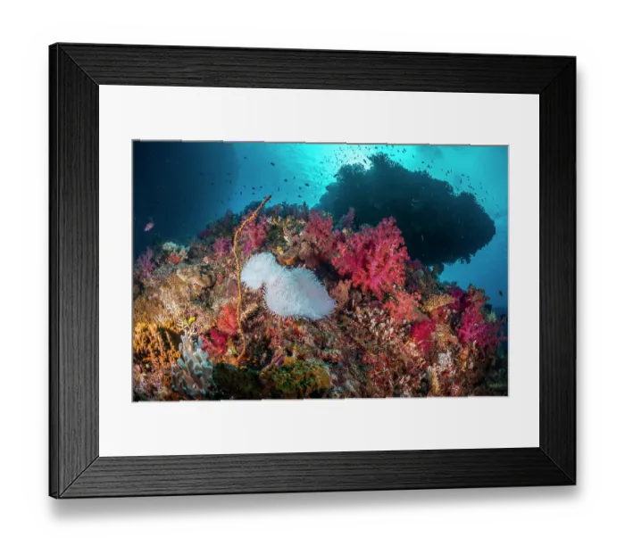 Framed Print : An entirely bleached Anemone (Actiniaria) among colorful and non-bleached soft corals, Rainbow Reef, Somosomo Strait, Fiji, Pacific Ocean Framed Print : An entirely bleached Anemone (Actiniaria) among colorful and non-bleached soft corals, Rainbow Reef, Somosomo Strait, Fiji, Pacific Ocean