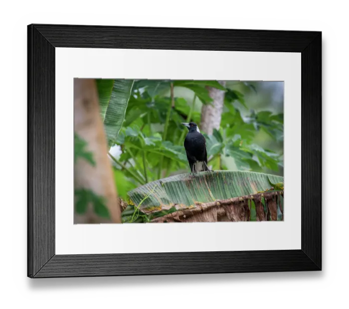 Framed Print : Australian magpie (Gymnorhina tibicen) perched on a Banana leaf, Taveuni, Fiji Framed Print : Australian magpie (Gymnorhina tibicen) perched on a Banana leaf, Taveuni, Fiji