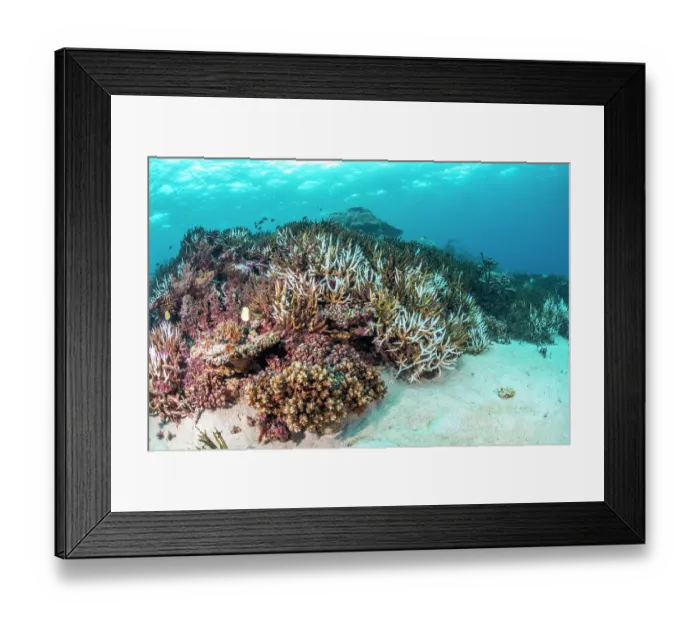 Framed Print : Several bleached Acropora hard corals nestled between unbleached and dead corals at a shallow dive site, Rainbow Reef, Somosomo Strait between Taveuni and Vanua Levu, Fiji Framed Print : Several bleached Acropora hard corals nestled between unbleached and dead corals at a shallow dive site, Rainbow Reef, Somosomo Strait between Taveuni and Vanua Levu, Fiji