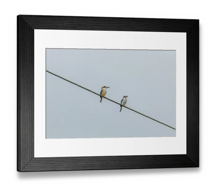 Framed Print : Two Pacific kingfishers (Todiramphus sacer) perched on an electricty cable, Taveuni, Fiji Framed Print : Two Pacific kingfishers (Todiramphus sacer) perched on an electricty cable, Taveuni, Fiji