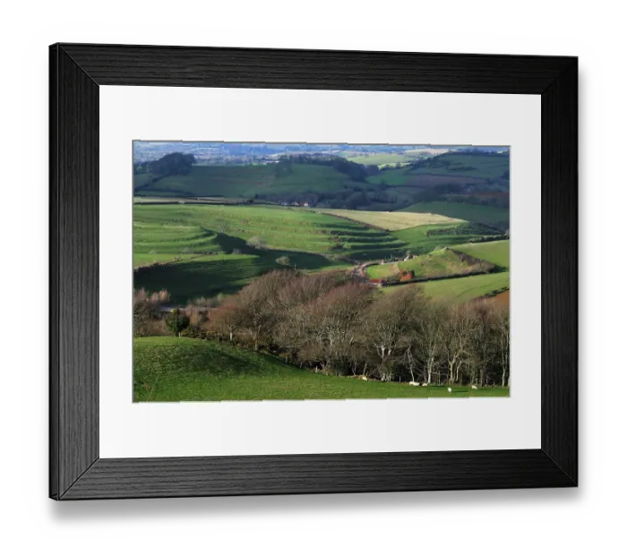 Framed Print : Strip lynchets above Loders, as seen from Shipton Hill, Dorset, England, UK. January, 2009 Framed Print : Strip lynchets above Loders, as seen from Shipton Hill, Dorset, England, UK. January, 2009