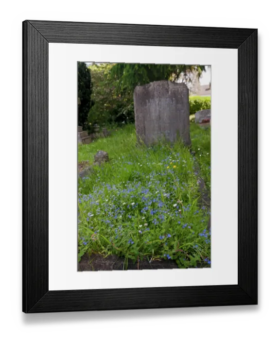 Framed Print : Germander speedwell (Veronica chamaedrys) growing over grave, Molesey Cemetery, West Molesey, Surrey, England, UK. May Framed Print : Germander speedwell (Veronica chamaedrys) growing over grave, Molesey Cemetery, West Molesey, Surrey, England, UK. May