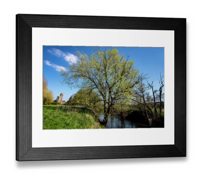 Framed Print : Bifurcate crack willow (Salix fragilis furcata) with catkins growing along banks of River Lugg SSSI, Bodenham, Herefordshire, England, UK, April 2021 Framed Print : Bifurcate crack willow (Salix fragilis furcata) with catkins growing along banks of River Lugg SSSI, Bodenham, Herefordshire, England, UK, April 2021