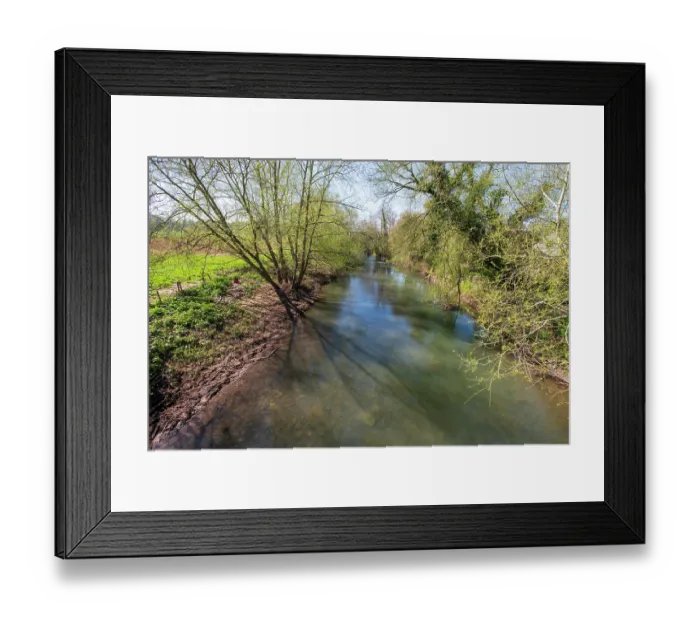 Framed Print : Crack willows (Salix fragilis) growing along banks of River Lugg SSSI, Bodenham, Herefordshire, England, UK. April, 2021 Framed Print : Crack willows (Salix fragilis) growing along banks of River Lugg SSSI, Bodenham, Herefordshire, England, UK. April, 2021