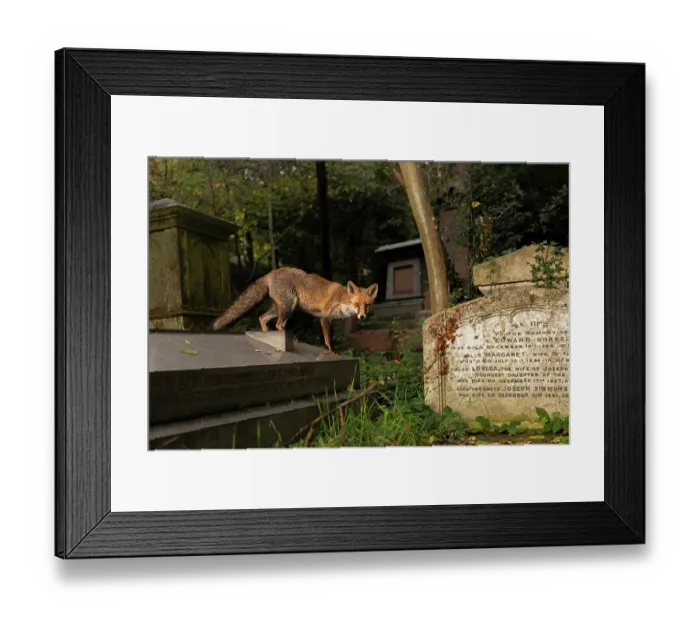 Framed Print : Red fox (Vulpes vulpes) standing on gravestone, Highgate cemetery, London, England, UK. November Framed Print : Red fox (Vulpes vulpes) standing on gravestone, Highgate cemetery, London, England, UK. November