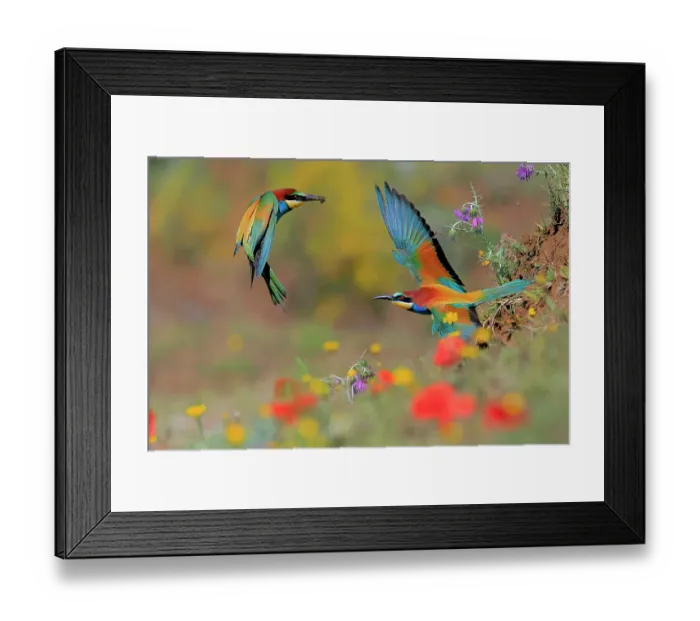 Framed Print : European bee-eater (Merops apiaster) male offering insect to female in courtship as they fly beside bank in meadow with flowers, Sierra de Grazalema Natural Park, Cádiz, Spain