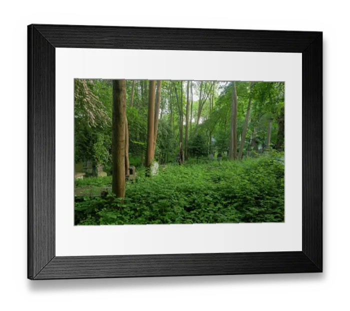 Framed Print : European ash (Fraxinus excelsior) and Brambles (Rubus fruticosu.) growing among gravestones, Highgate cemetery, London, England, UK. May Framed Print : European ash (Fraxinus excelsior) and Brambles (Rubus fruticosu.) growing among gravestones, Highgate cemetery, London, England, UK. May