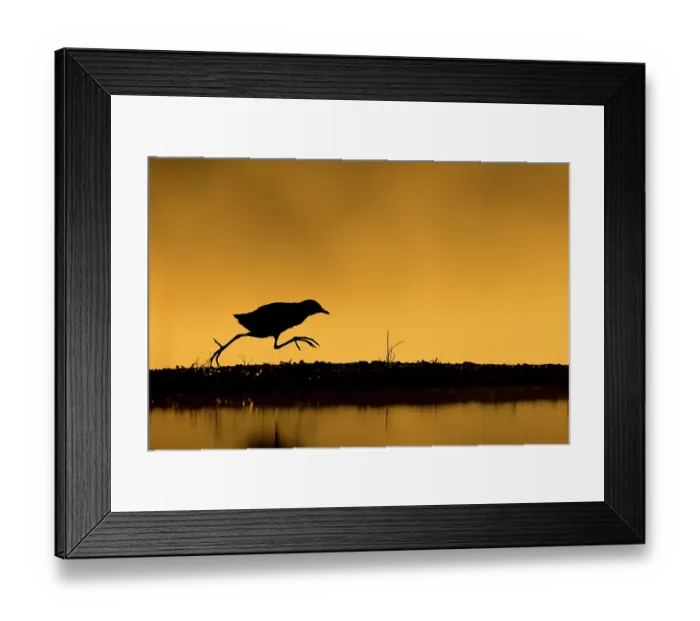 Framed Print : Black crake (Zapornia flavirostra) running along bank beside pool at sunrise, Zimanga game reserve, KwaZulu-Natal, South Africa, June Framed Print : Black crake (Zapornia flavirostra) running along bank beside pool at sunrise, Zimanga game reserve, KwaZulu-Natal, South Africa, June