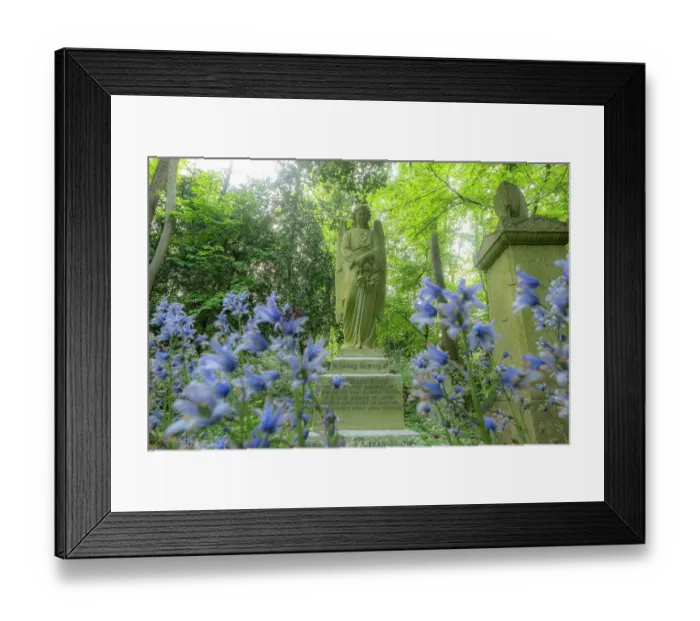 Framed Print : Blubells (Hyacinthoides non-scripta) flowering beside gravestones, Highgate cemetery, London, England, UK. May Framed Print : Blubells (Hyacinthoides non-scripta) flowering beside gravestones, Highgate cemetery, London, England, UK. May