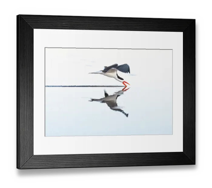 Framed Print : African skimmer (Rynchops flavirostris) in flight above water's surface and skimming beak, Chobe National Park, Botswana Framed Print : African skimmer (Rynchops flavirostris) in flight above water's surface and skimming beak, Chobe National Park, Botswana