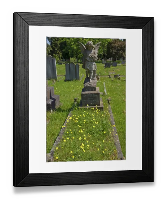 Framed Print : Mouse-ear-hawkweed (Pilosella officinarum) in flower on grass covered grave, Molesey Cemetery, West Molesey, Surrey, England, UK. May