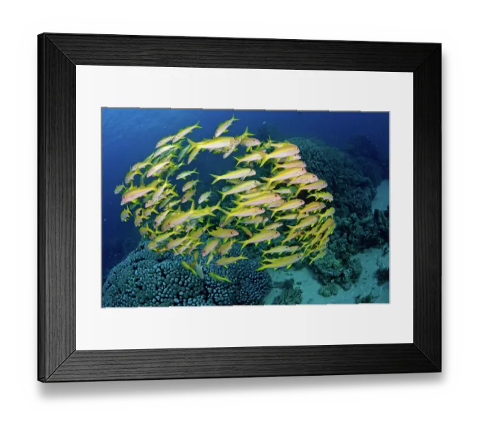 Framed Print : Yellowfin goatfish (Mulloidichthys vanicolensis) shoal schooling over coral reef, Marsa Alam, Egypt, Red Sea, July Framed Print : Yellowfin goatfish (Mulloidichthys vanicolensis) shoal schooling over coral reef, Marsa Alam, Egypt, Red Sea, July