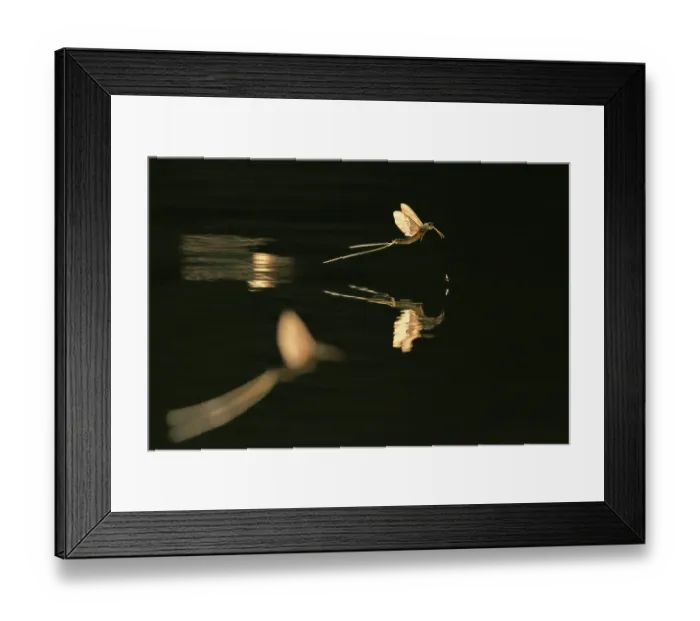 Framed Print : Long-tailed mayfly (Palingenia longicauda) in flight above water's surface, as others are flying nearby, River Tisza, Hungary, June Framed Print : Long-tailed mayfly (Palingenia longicauda) in flight above water's surface, as others are flying nearby, River Tisza, Hungary, June