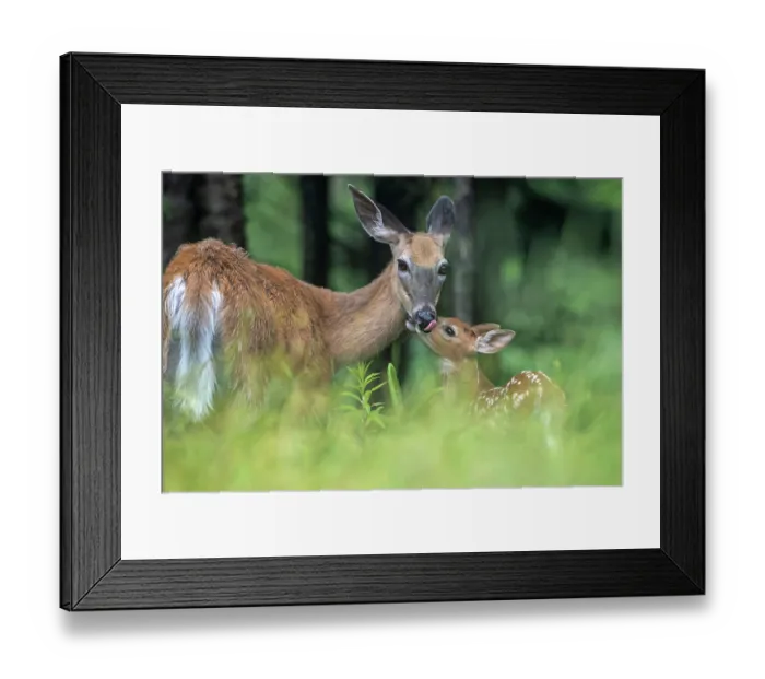 Framed Print : Whitetailed deer (Odocoileus virginianus) mother grooming fawn in woodland, Acadia National Park, Maine, USA, June Framed Print : Whitetailed deer (Odocoileus virginianus) mother grooming fawn in woodland, Acadia National Park, Maine, USA, June