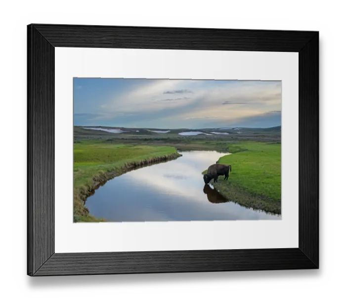 Framed Print : American bison (Bison bison) bull drinking from mountain creek at dusk, Yellowstone National Park, Wyoming, USA, May Framed Print : American bison (Bison bison) bull drinking from mountain creek at dusk, Yellowstone National Park, Wyoming, USA, May