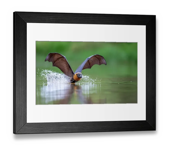 Framed Print : Grey-headed Flying fox (Pteropus poliocephalus) in flight, dipping belly into water to cool down and get a drink, Myuna Wetlands, Doveton, Victoria, Australia, February