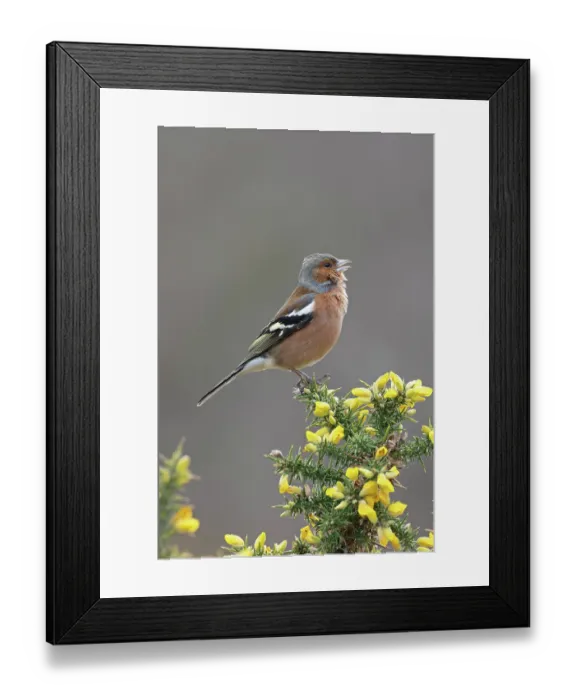 Framed Print : Chaffinch (Fringilla coelebs) male, perched on flowering Gorse (Ulex sp.) singing, Suffolk, UK. February Framed Print : Chaffinch (Fringilla coelebs) male, perched on flowering Gorse (Ulex sp.) singing, Suffolk, UK. February