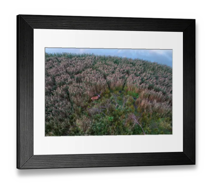 Framed Print : Red deer (Cervus elaphus) stag standing in reedbed on islet, Upper Lusatia Biosphere Reserve, Germany, September Framed Print : Red deer (Cervus elaphus) stag standing in reedbed on islet, Upper Lusatia Biosphere Reserve, Germany, September