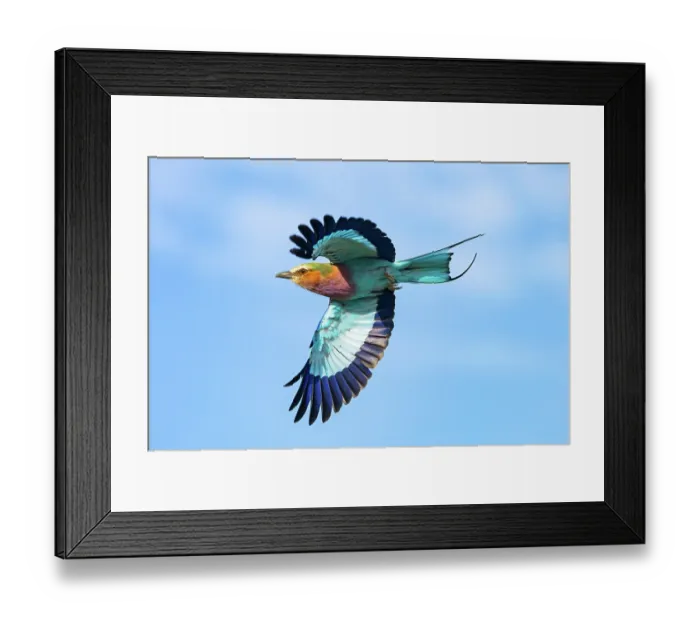Framed Print : Lilac-breasted roller (Coracias caudatus) in flight, Botswana, March Framed Print : Lilac-breasted roller (Coracias caudatus) in flight, Botswana, March