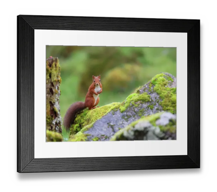 Framed Print : Red squirrel (Sciurus vulgaris) sitting on moss covered rocks in garden, Perthshire, Scotland, UK, September Framed Print : Red squirrel (Sciurus vulgaris) sitting on moss covered rocks in garden, Perthshire, Scotland, UK, September