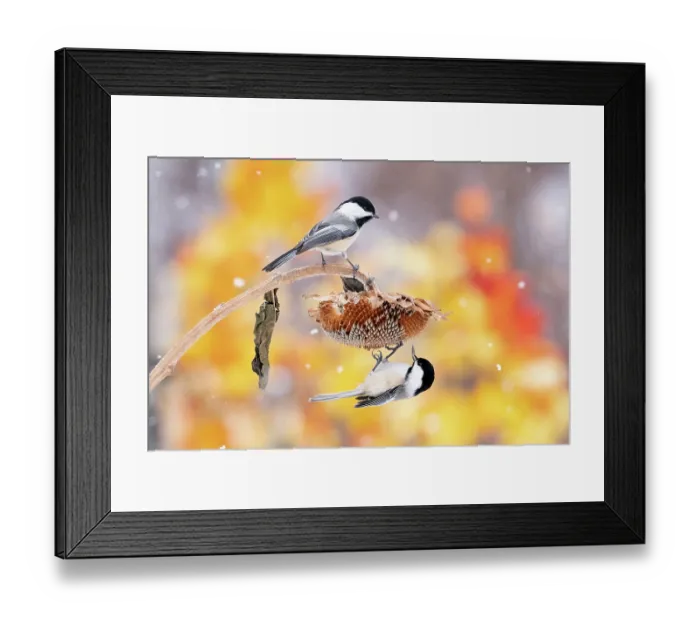 Framed Print : Black-capped chickadees (Poecile atricapilla) feeding from sunflower seedhead in snow, Freeville, New York, USA, February Framed Print : Black-capped chickadees (Poecile atricapilla) feeding from sunflower seedhead in snow, Freeville, New York, USA, February