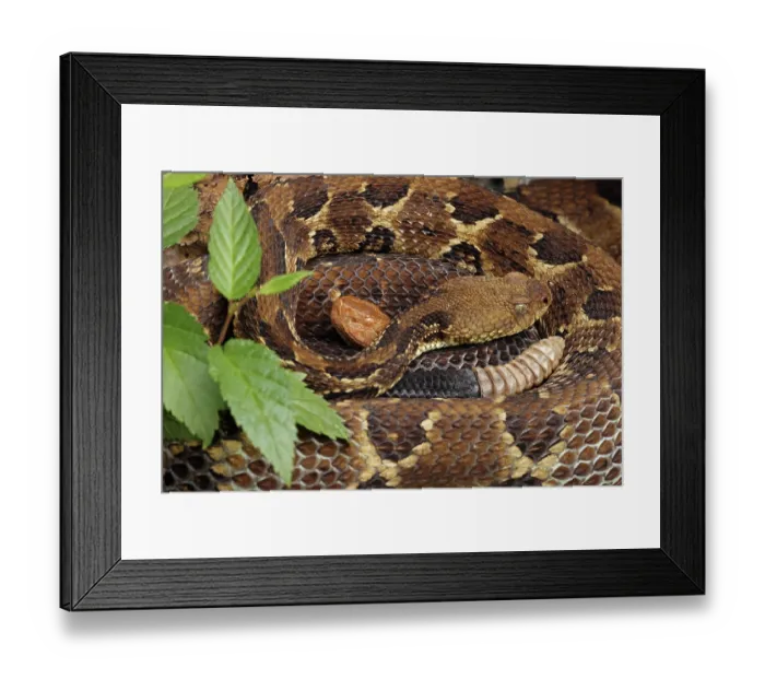 Framed Print : Gravid Timber rattlesnake (Crotalus horridus) female curled up with Gravid Northern copperhead (Agkistrodon contortrix) female, Maryland, USA Framed Print : Gravid Timber rattlesnake (Crotalus horridus) female curled up with Gravid Northern copperhead (Agkistrodon contortrix) female, Maryland, USA
